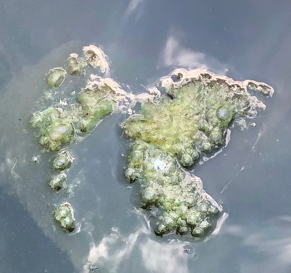Blue-Green Algae
