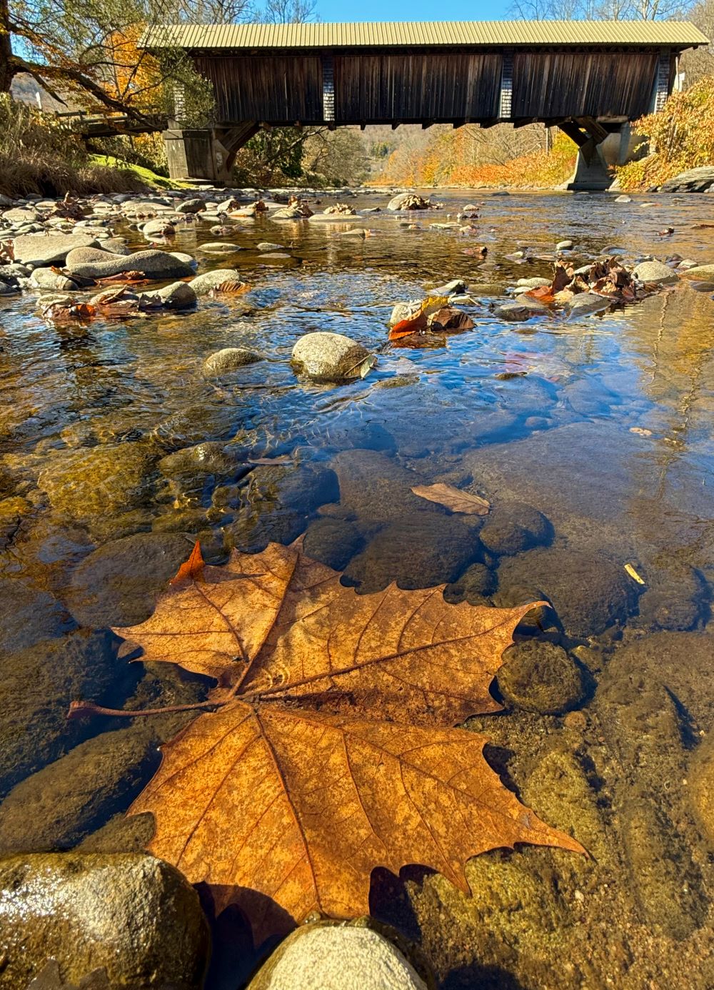 Manor Leaf by J. Watz