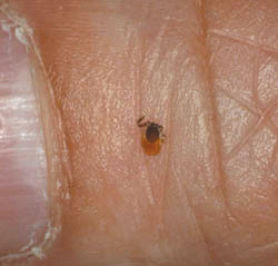 Deer Tick