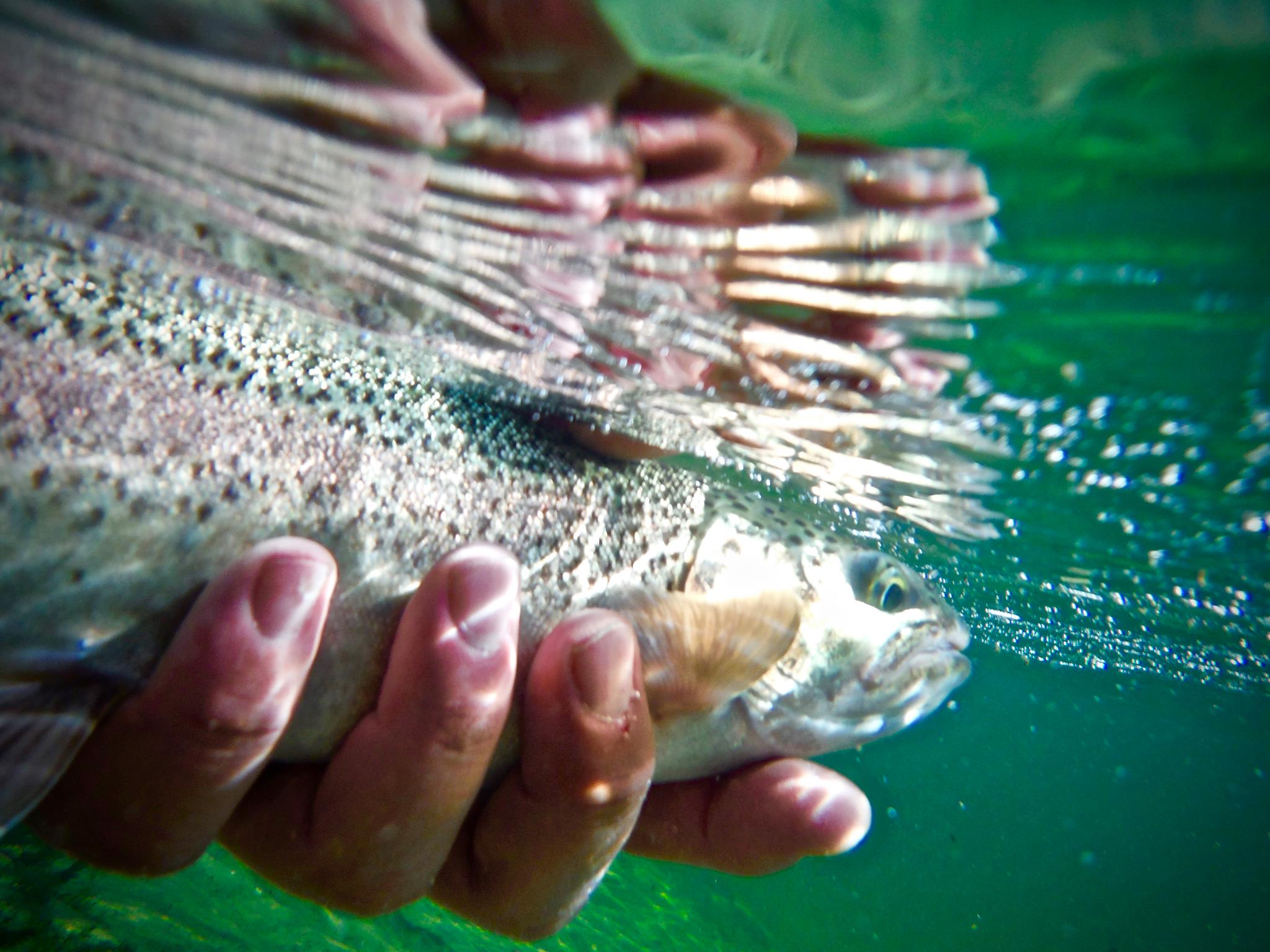 Trout being released