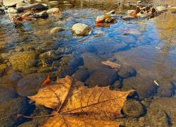 Manor Leaf by J. Watz