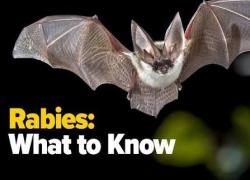 Bat